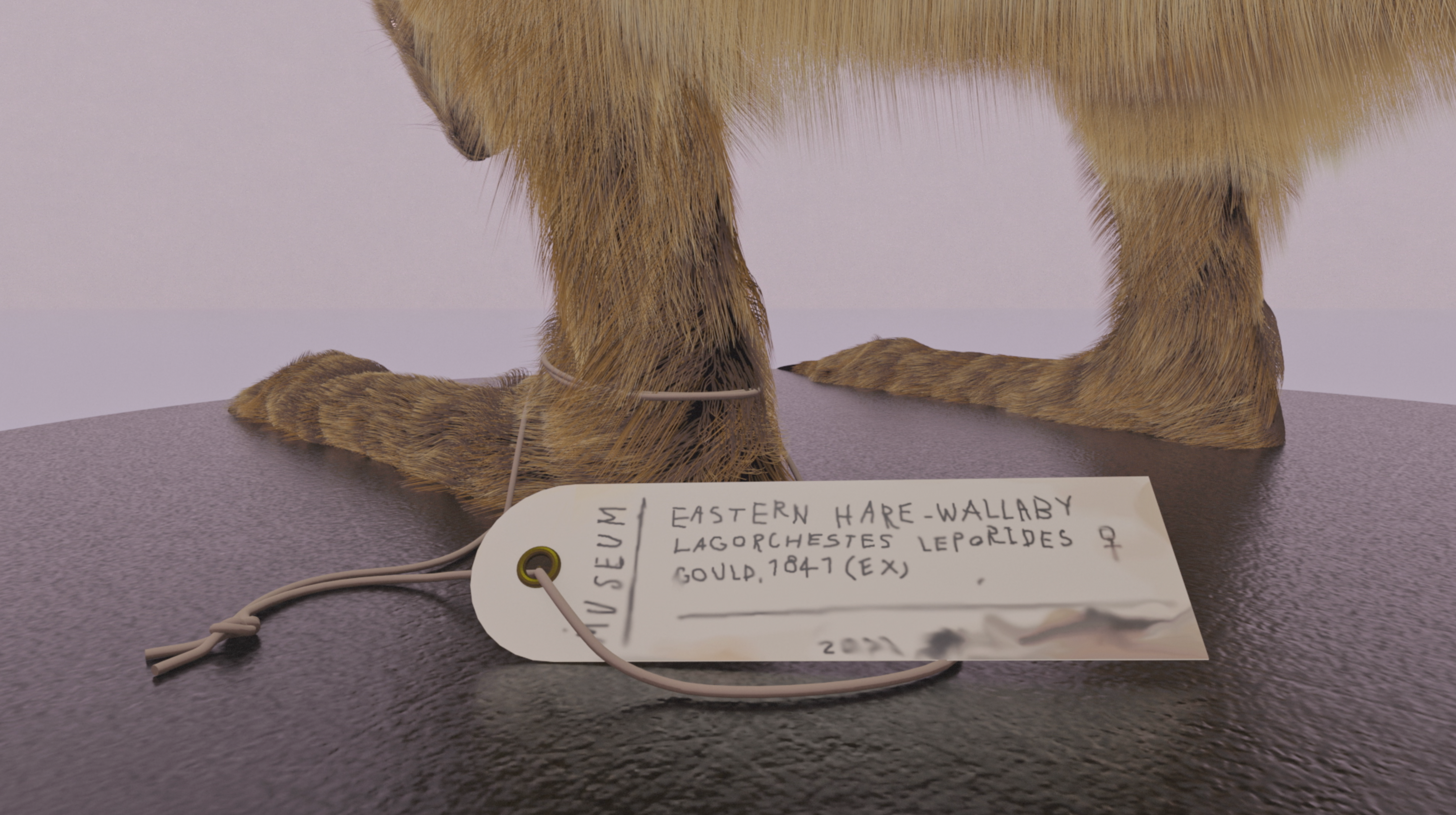 2 legs of a mouse will the frame. One leg has a paper tag attached to it that is a museum label 
